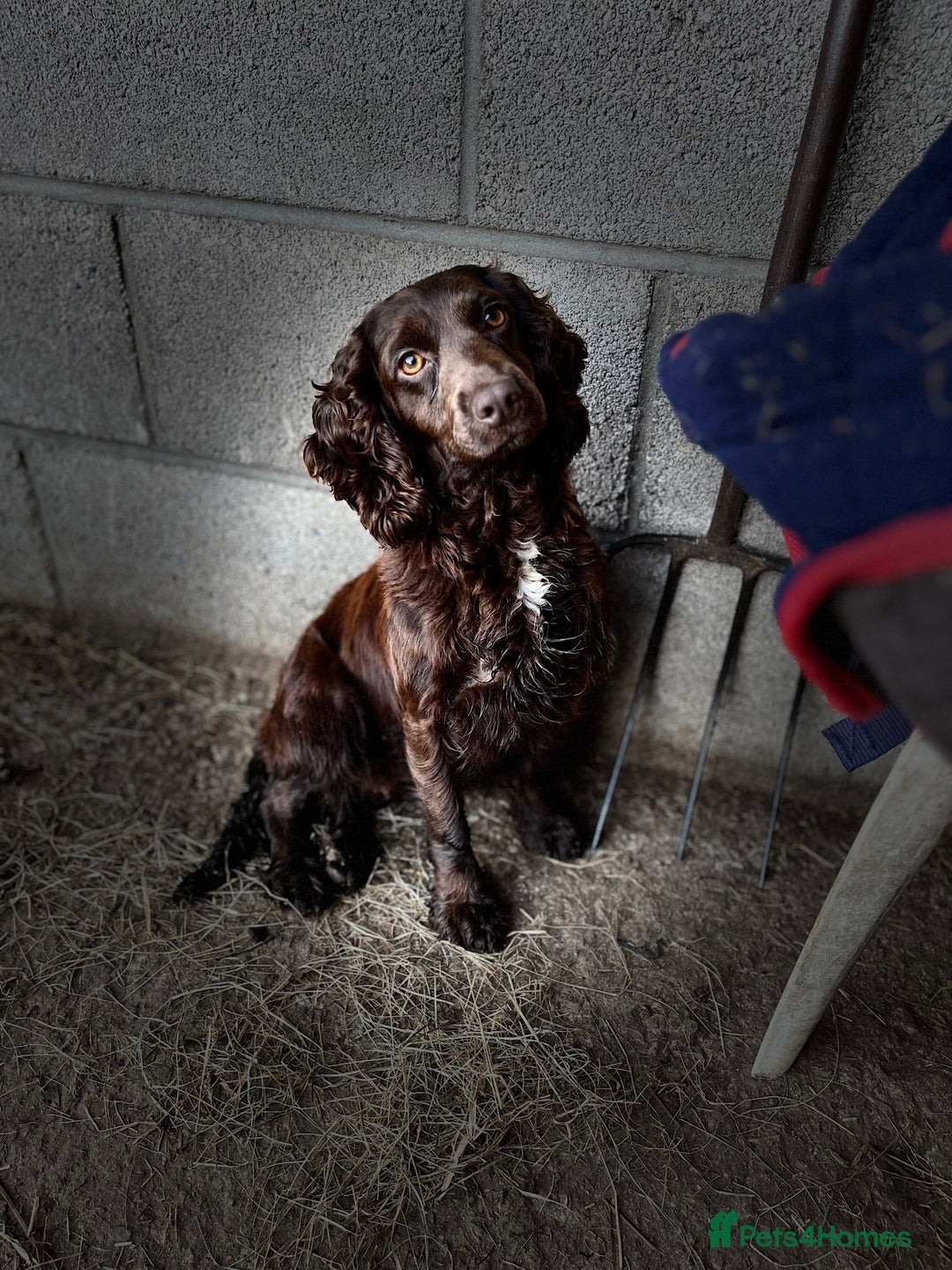 Cockapoo dogs for sale: Beautiful chocolate and Merle Cockerpoo puppies! - Image 5