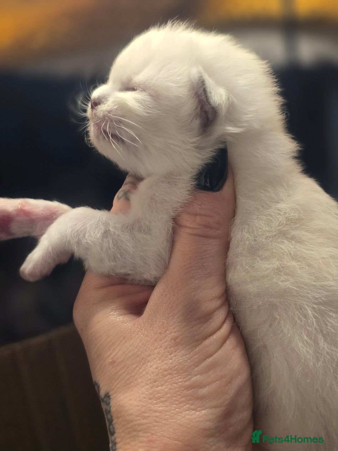 Ragdoll cats for sale: Precious GCOF Registered Ragdoll Kittens - 3 Boys - Advert 12