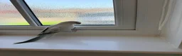Cockatiels birds for sale: BEAUTIFUL YOUNG QUAKER / MONK PARROT BIRDS - Advert 4