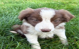 Welsh Collie dogs for sale: Stunning Welsh Border Collie Puppies – Rare Colour - Image 9