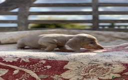 Miniature Dachshund dogs for sale: Beautiful Isabella mini dachshund  - Image 3