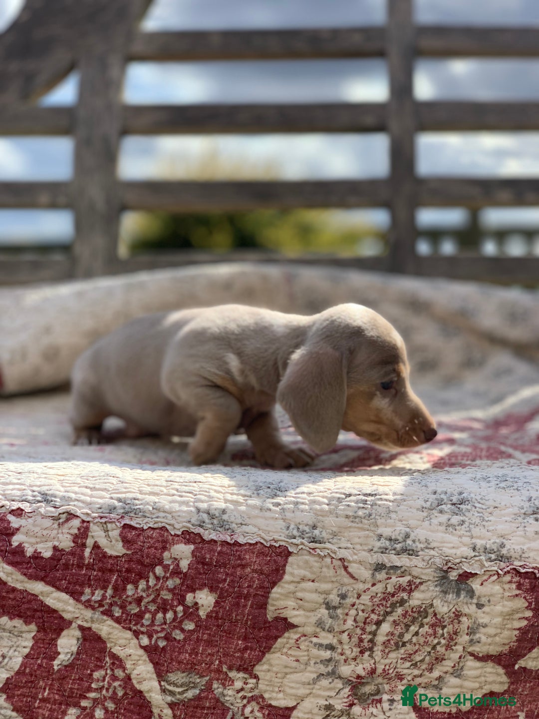 Miniature Dachshund dogs for sale: Beautiful Isabella mini dachshund  - Image 3