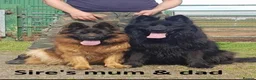 German Shepherd dogs for sale: ONLY 4 AMAZING GIRLS LEFFT in Nottingham - Advert 9