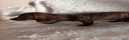 Miniature Dachshund dogs for sale: 9 Week Old Miniature Dachshund puppies in Southampton - Advert 9