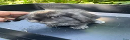 Harlequin rabbits for sale: Gorgeous harlequin mini lops - Advert 14
