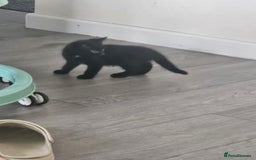 Mixed Breed cats for sale: Kittens  - Image 9