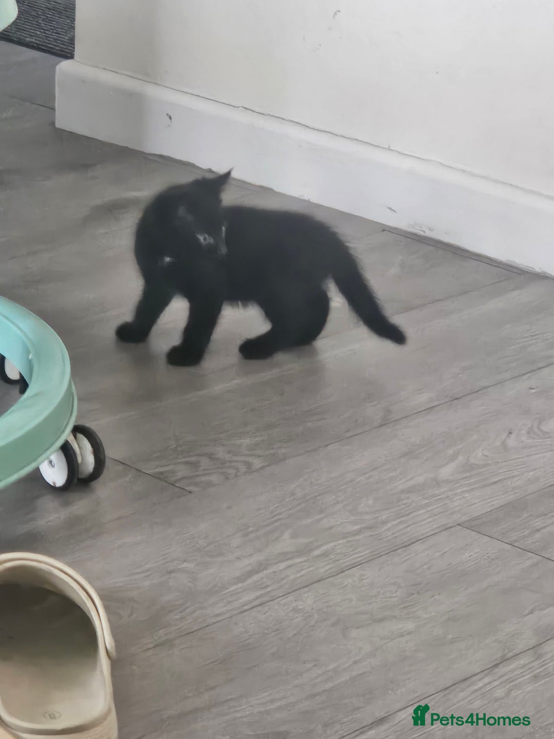 Mixed Breed cats for sale: Kittens  - Image 9