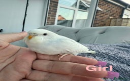 Budgerigars birds for sale: Baby budgies  - Image 2