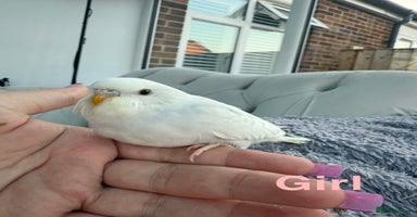 Budgerigars birds - Advert 7