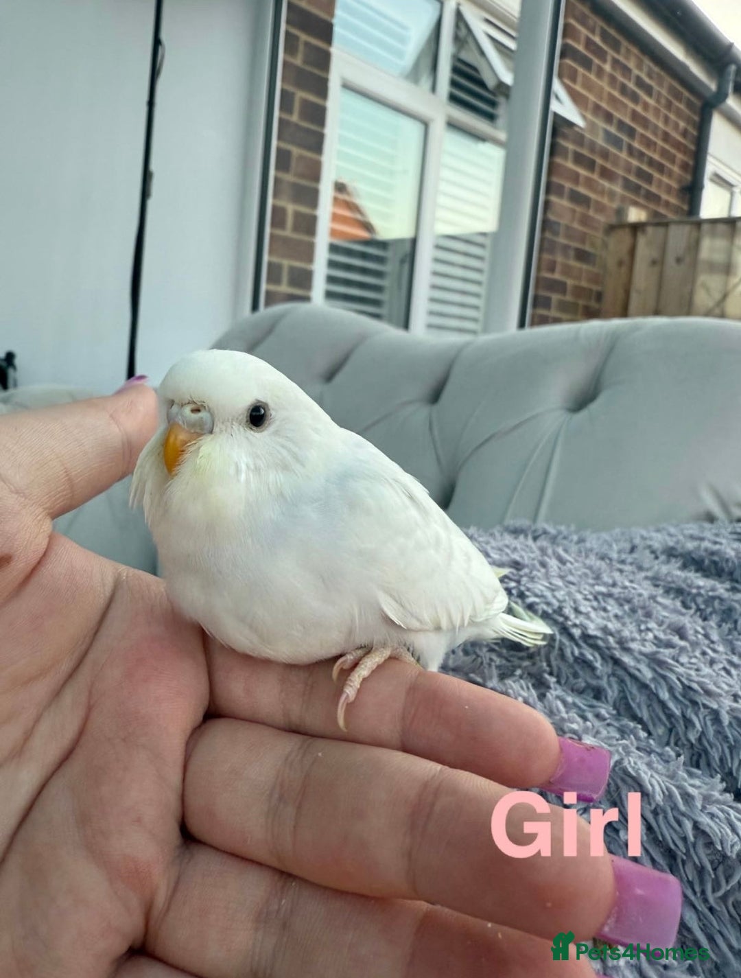 Budgerigars birds for sale: Baby budgies  - Image 2