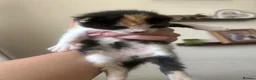 Mixed Breed cats for sale: 1/4 Maine Coon Kittens - read description please! - Advert 6