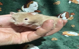 Hamster rodents for sale: Super Friendly Baby Syrian - Image 4