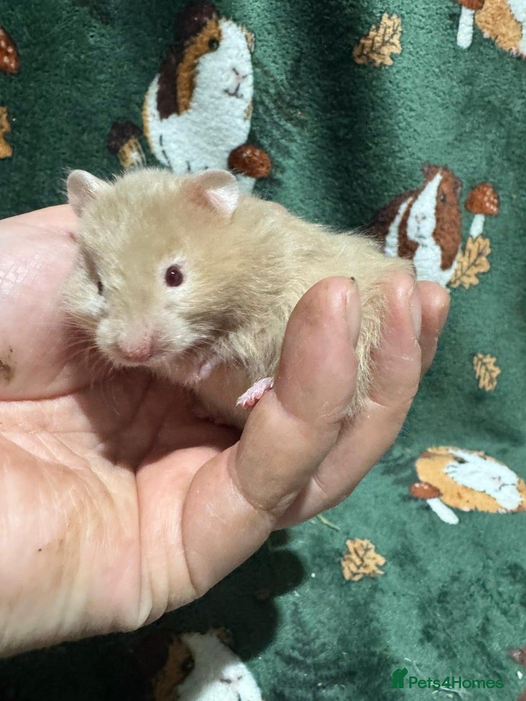 Hamster rodents for sale: Super Friendly Baby Syrian - Image 4