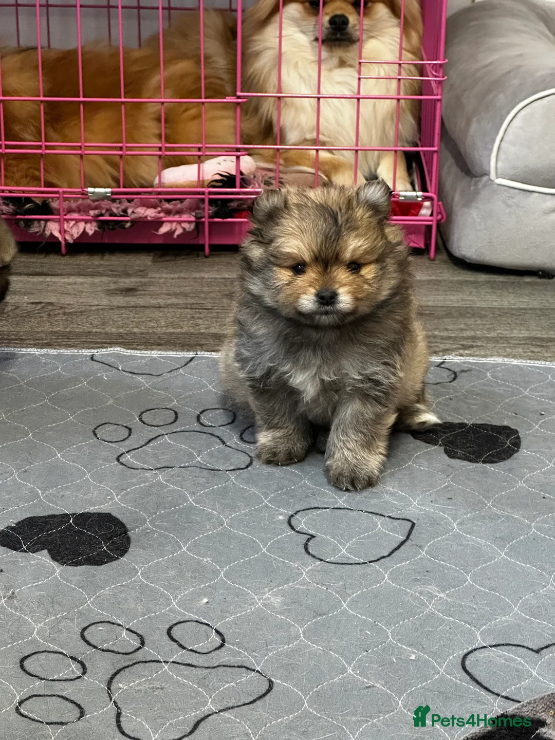 Pomeranian dogs for sale: GORGEOUS POMERANIAN PUPPIES!! 🐶🐶🐶 - Advert 36