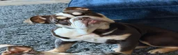 English Bulldog dogs for sale: Stunning 8 month old full English bulldog 💙 - Advert 3