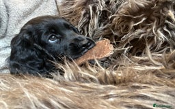 Cocker Spaniel dogs for sale: Gorgeous KC Working Cocker Spaniel Puppy Available - Image 33