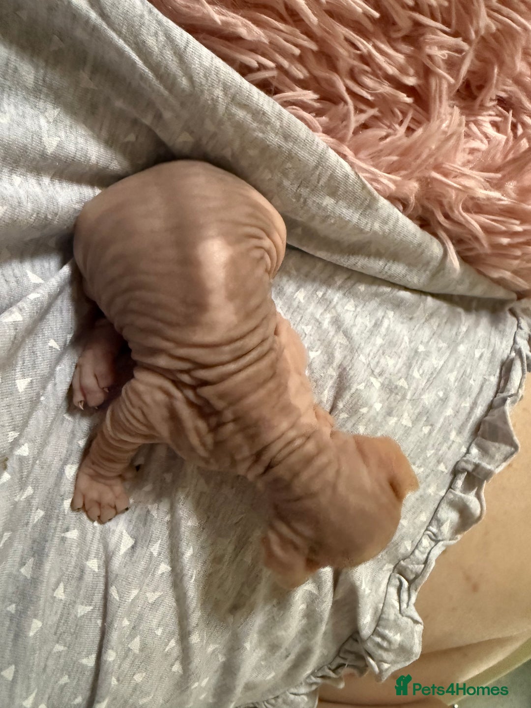 Sphynx cats for sale: Sphynx little naked babies - Image 9