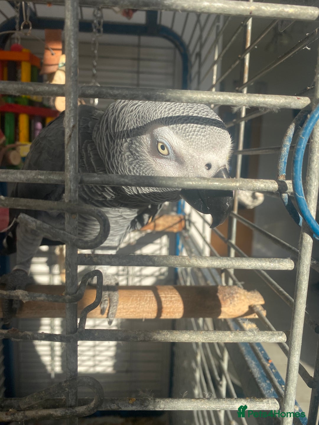 Parrots birds for sale: Semi Tame African Grey - Image 1