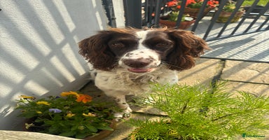 English Springer Spaniel dogs - Advert 5