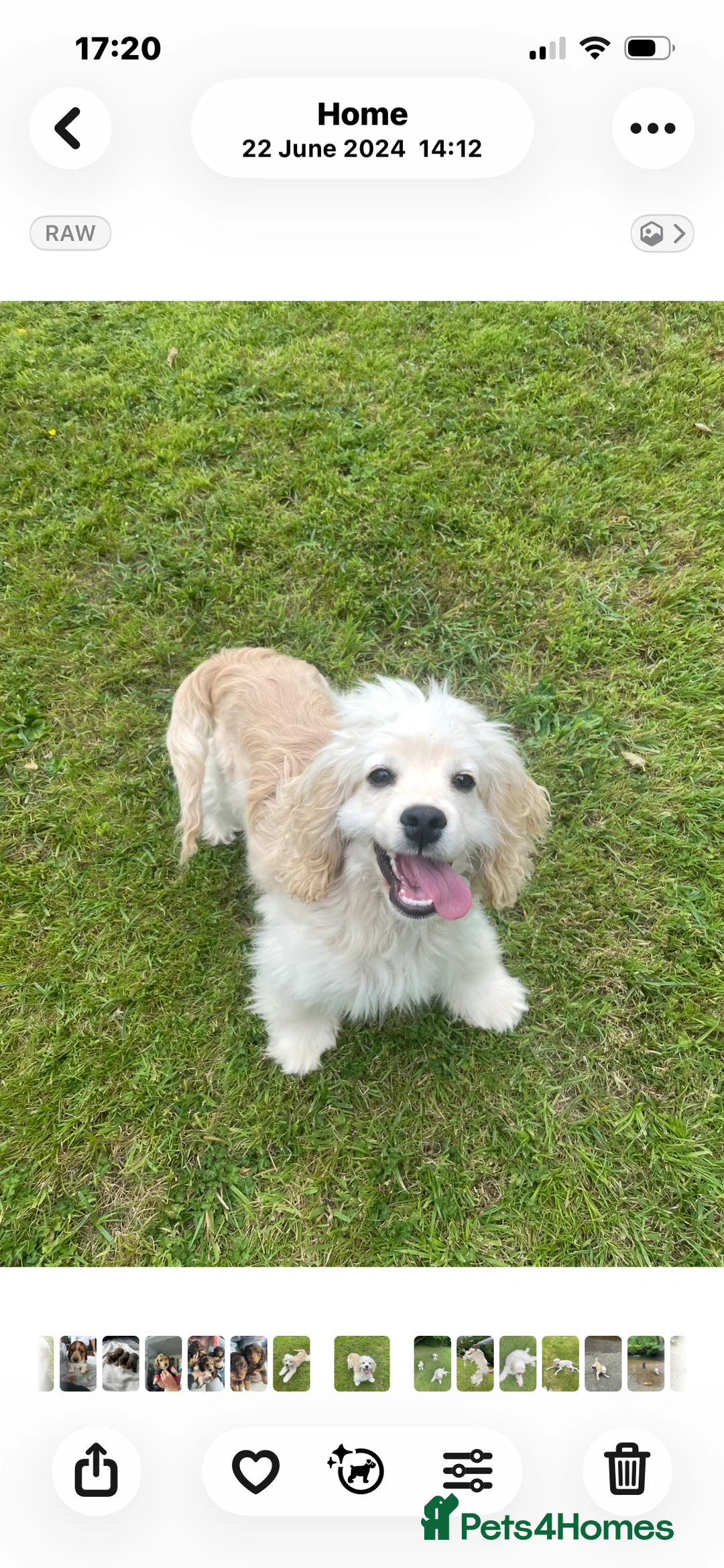 Cockapoo dogs for sale: American cockerpoo male 2 years old . - Advert 1