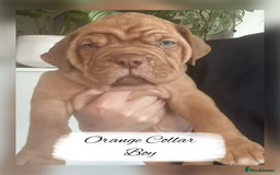 Dogue De Bordeaux dogs for sale: Dogue De Bordeaux Puppies - Image 3