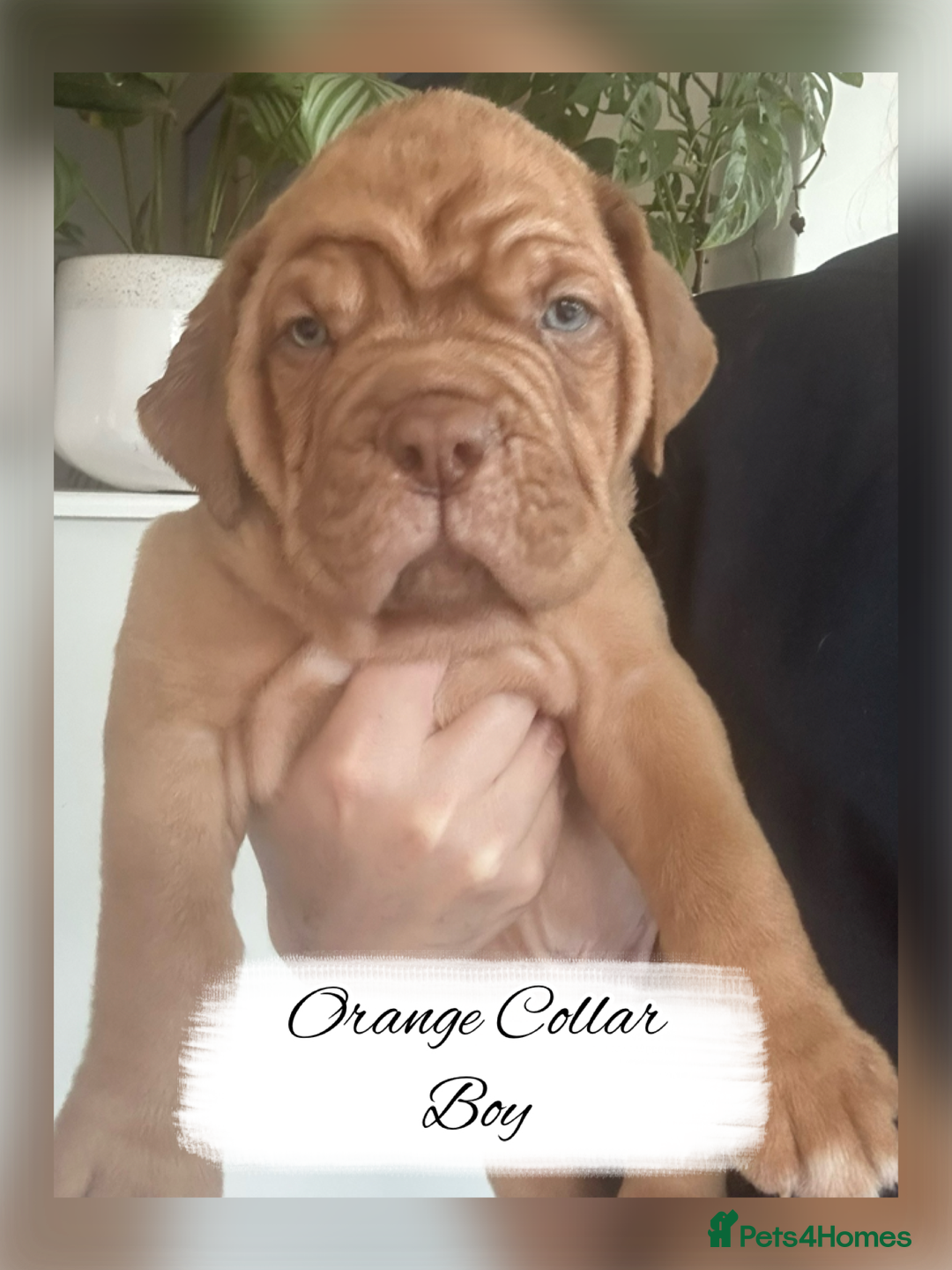 Dogue De Bordeaux dogs for sale: Dogue De Bordeaux Puppies - Image 3