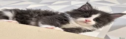 Maine Coon cats for sale: Pure Maine Coon kittens for sale  in Mansfield - Advert 8
