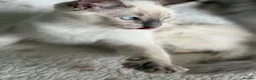 Ragdoll cats for sale: First litter  - Advert 20