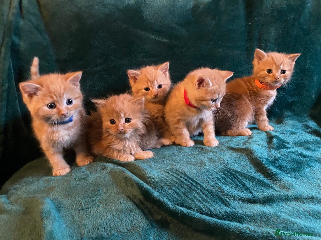 Scottish Fold cats for sale: Scottish Straight Ginger Kittens  - Advert 3