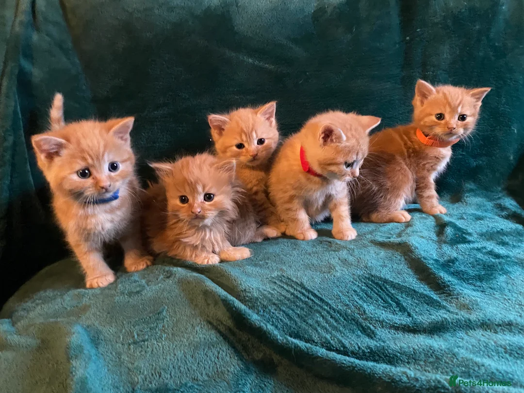 Scottish Fold cats for sale: ALL RESERVED NOW Scottish Straight Ginger Kittens - Advert 3