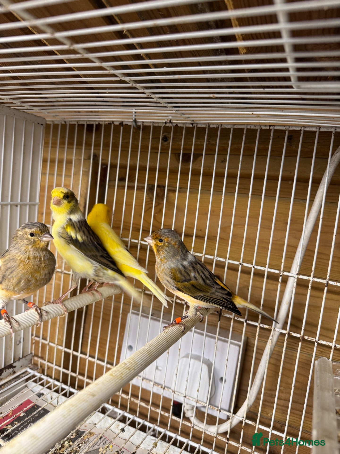 Mixed Breed birds Mix breed Canary and Java Dove      - Advert 13