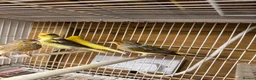 Mixed Breed birds for sale: Mix breed Canary Dove      - Advert 4