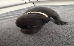 Staffordshire Bull Terrier dogs for sale: 9 chunky stuffy puppies - Image 9