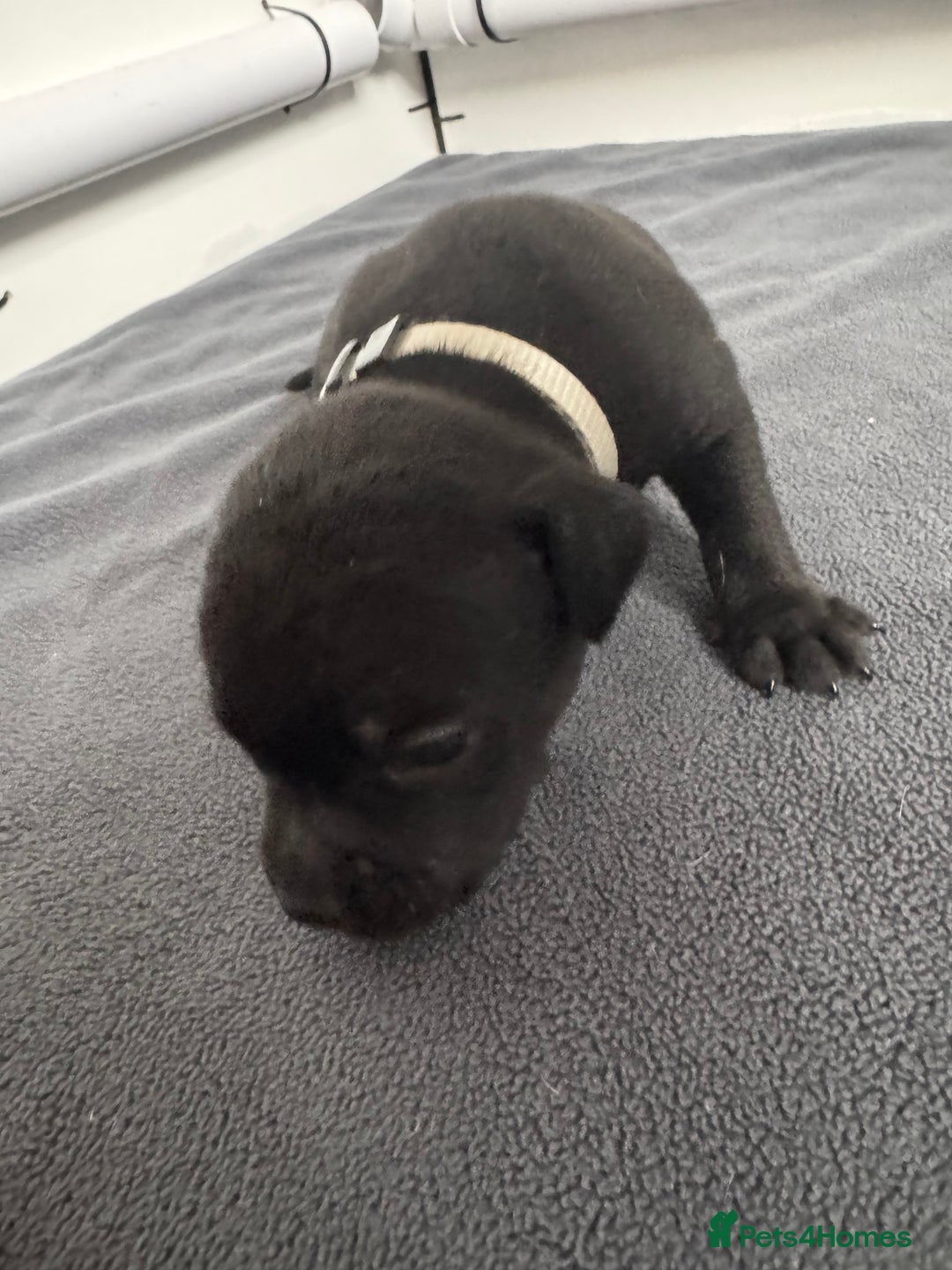 Staffordshire Bull Terrier dogs for sale: 9 chunky stuffy puppies - Image 9