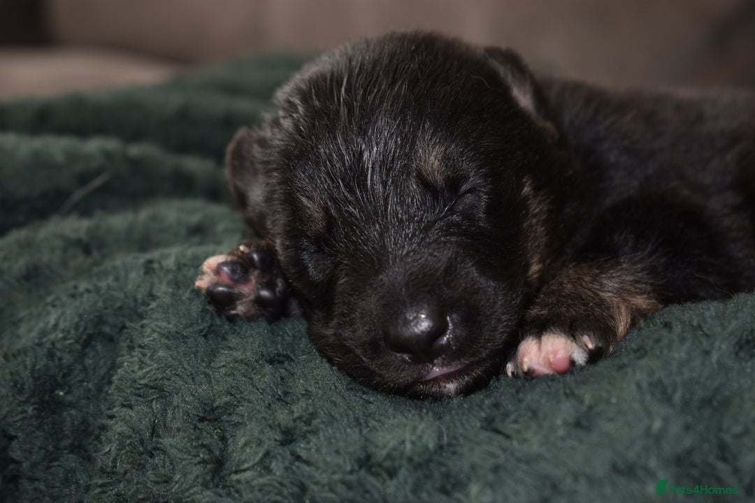 Shepsky dogs for sale: German shepherd x husky puppies - Image 14
