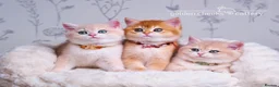 British Shorthair cats for sale: Show Quality British Shorthair Kittens - Advert 6