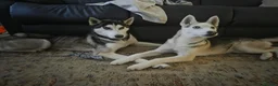 Siberian Husky dogs for sale: Need of new home, 2 husky girls - Advert 3