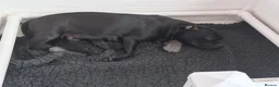 Staffordshire Bull Terrier dogs for sale: Bulscaff blood line both parents  in Wisbech - Advert 13