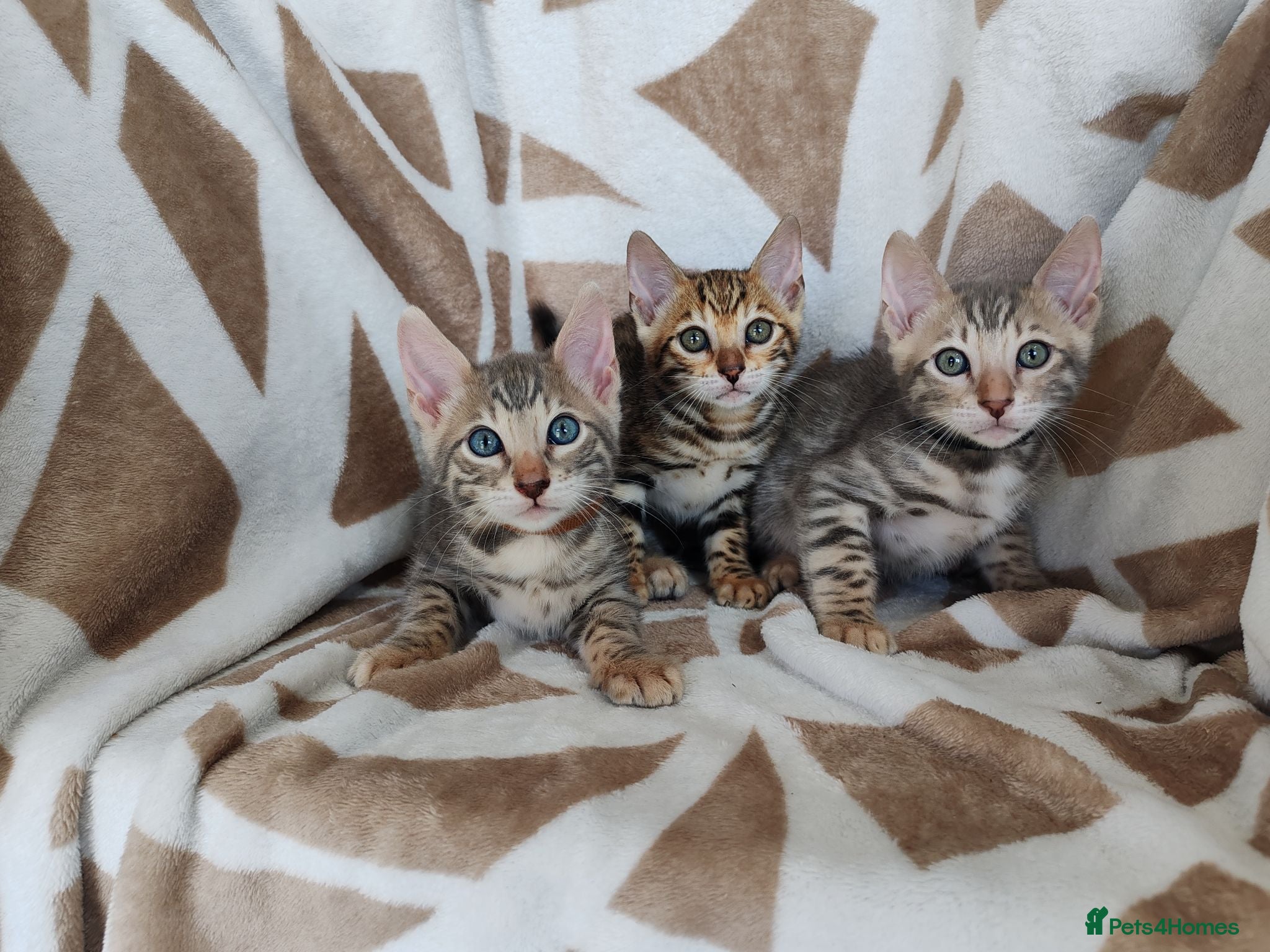 Bengal cats Stunning Bengal Kittens - Advert 1