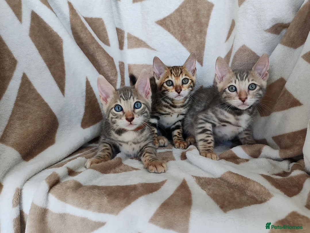 Bengal cats for sale: Stunning Bengal Kittens - Advert 1