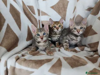 Bengal cats for sale: Stunning Bengal Kittens - Advert 1
