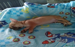 Chihuahua dogs for sale: CHIHUAHUA AND JACKAWAWA  - Image 6