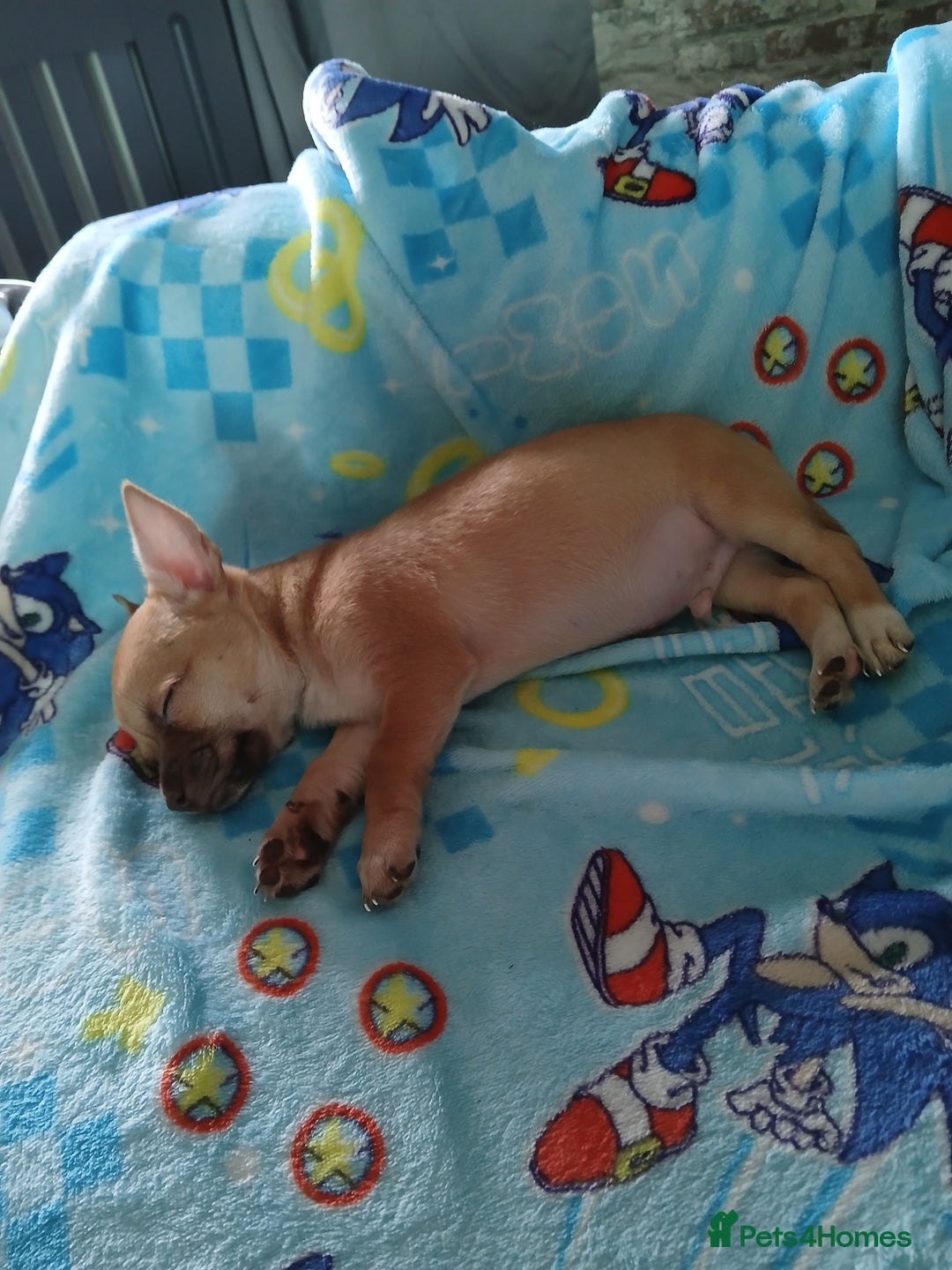Chihuahua dogs for sale: CHIHUAHUA AND JACKAWAWA  - Image 6