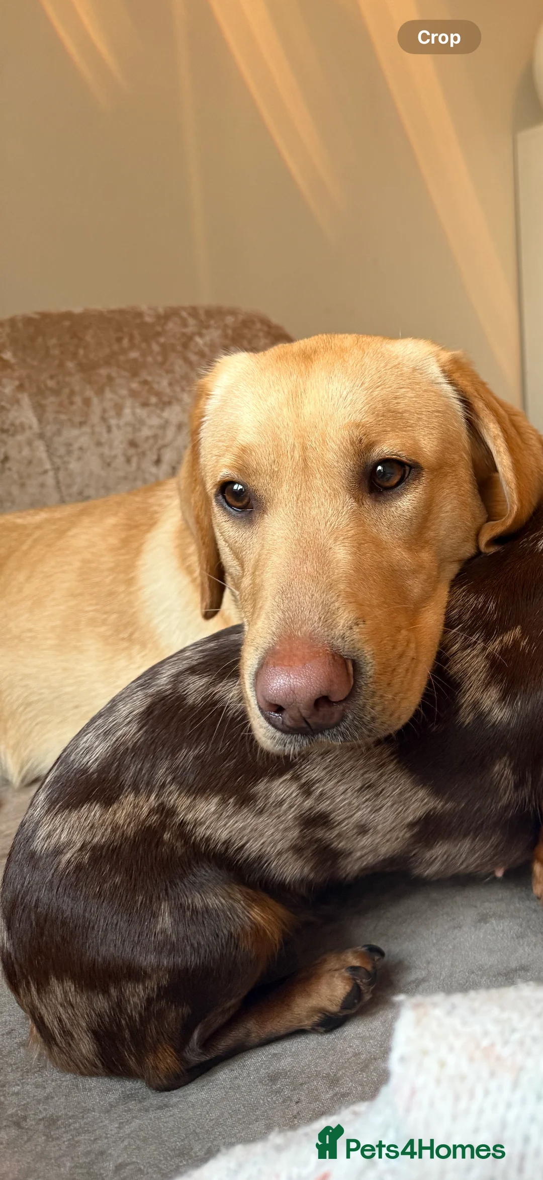 Labrador Retriever dogs for sale: 14 month Rosey  - Advert 1