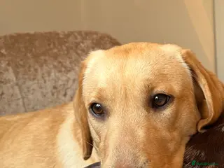 Labrador Retriever dogs 14 month Rosey - Advert 1