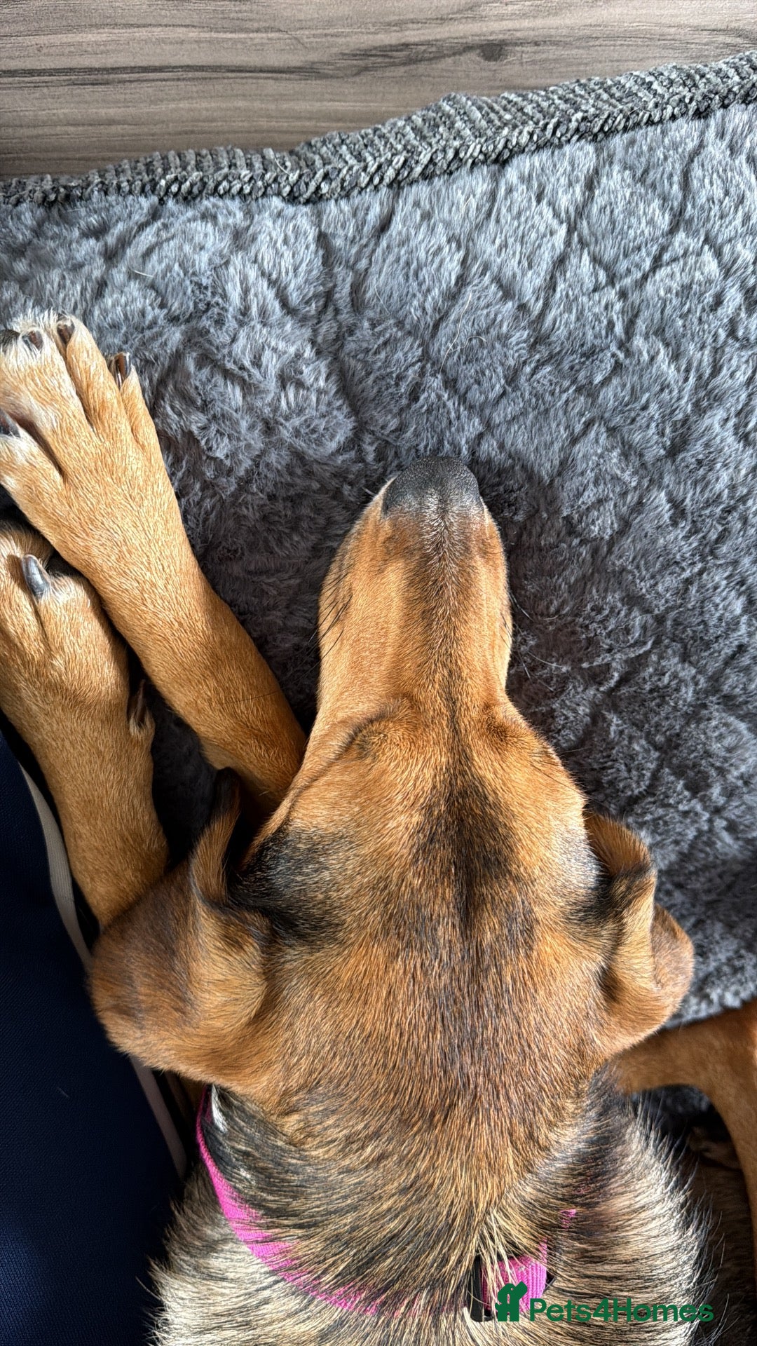Mixed Breed dogs Shy at First, Zoomies Once She Trusts 💗 - Advert 2