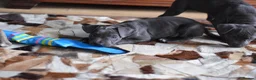 American Bull Staffy dogs for sale: American Staffordshire Terrier - Advert 25