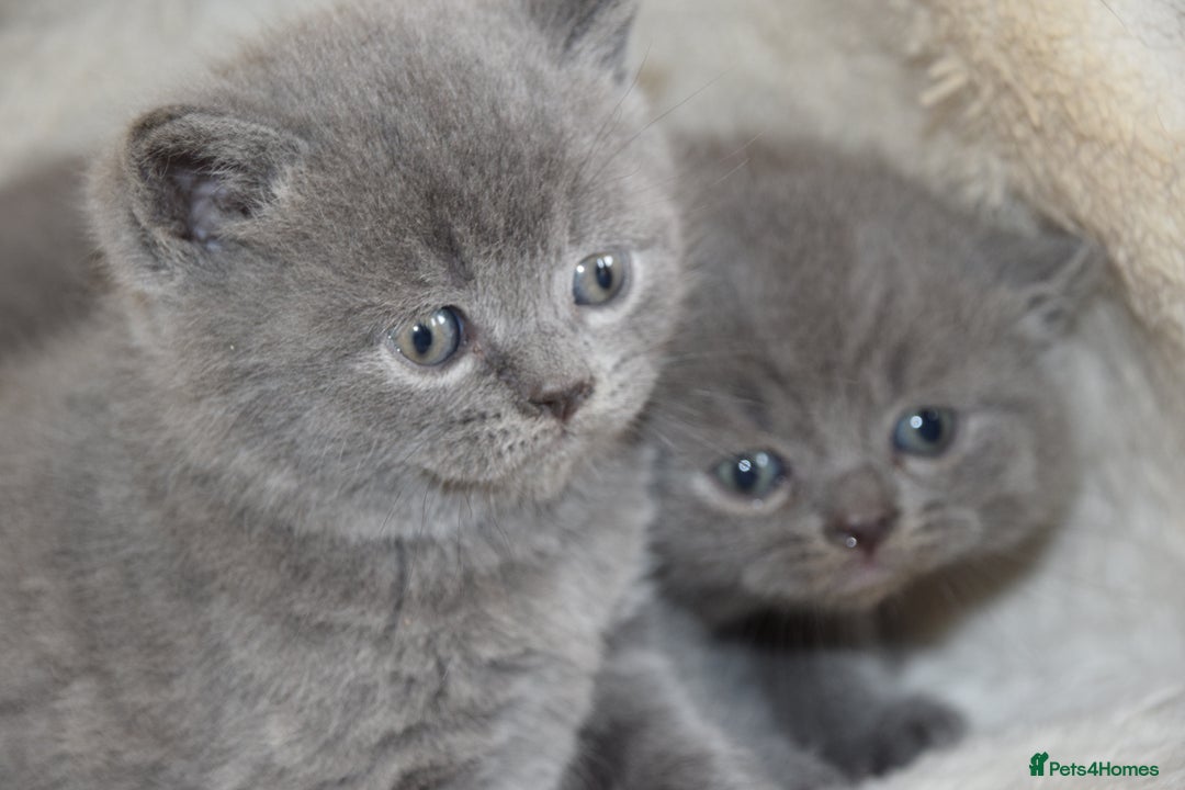 British Shorthair cats for sale: Chunky British Blue Shorthair Kittens, 2 Boys - Image 4
