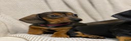 Miniature Dachshund dogs for sale: KC PRA CLR Miniature dachshunds  - Advert 13