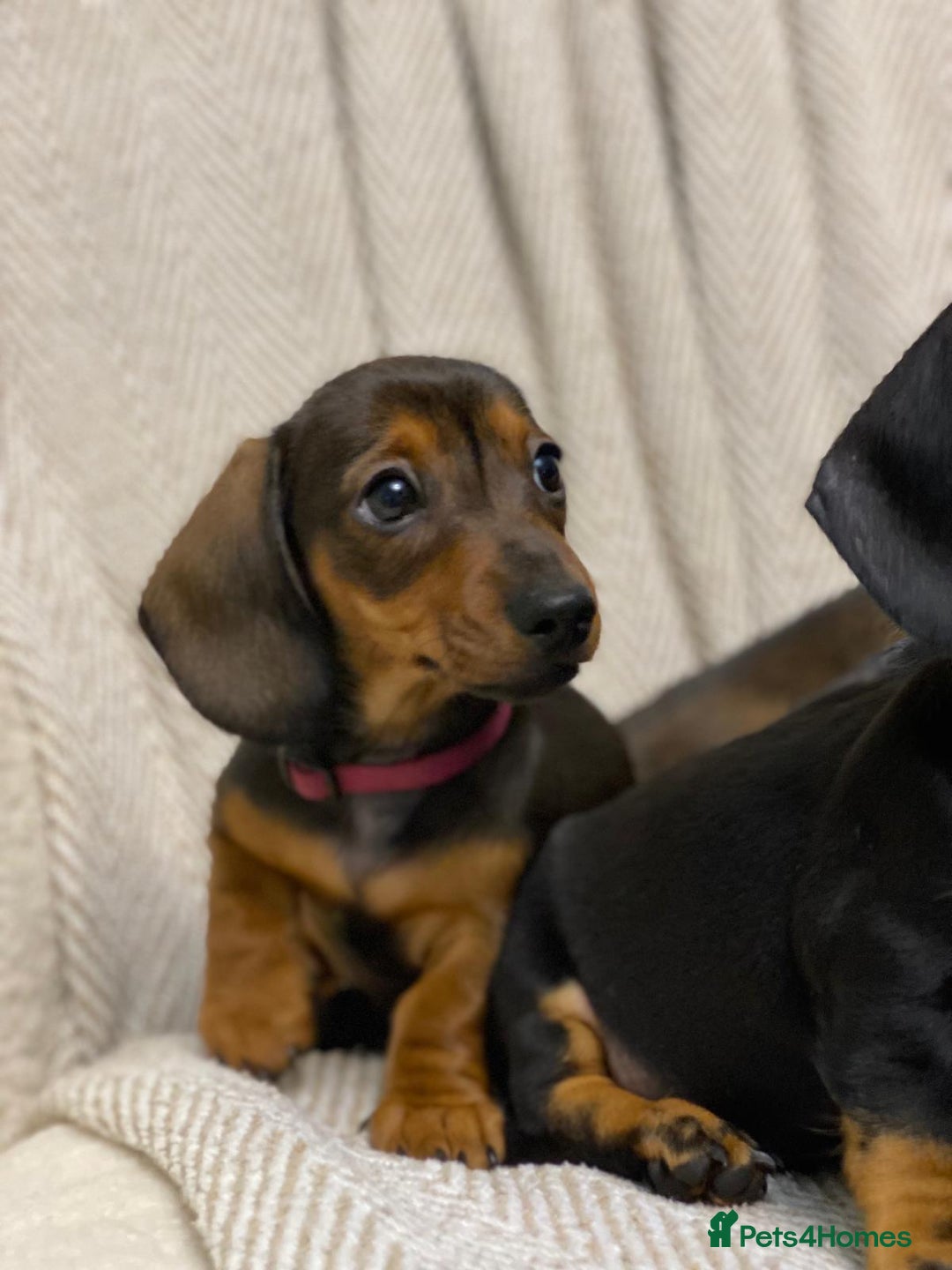 Miniature Dachshund dogs for sale: KC PRA CLR Miniature dachshunds  - Advert 13